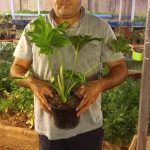 تولید و فروش گل برگ انجیری
