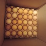 تخم مرغ محلی ارگانیک