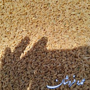 گندم ابی