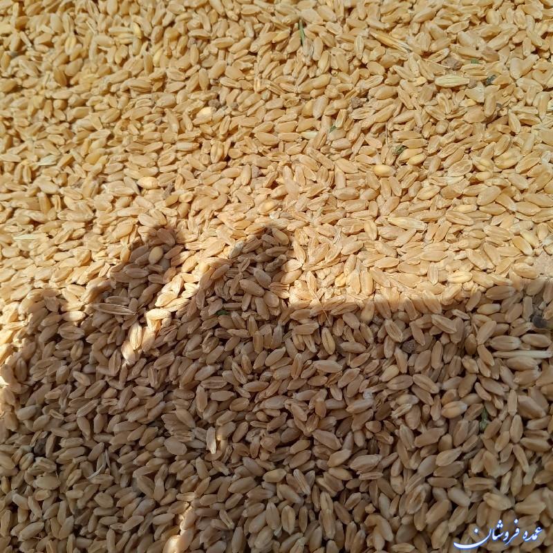 گندم ابی