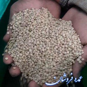 عدس کانادا