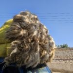 فروش پشم گوسفند لحاف دوشک به سراسر ایران