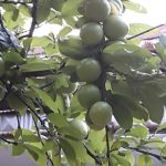 گوجه سبز ارگانیک