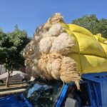 فروش پشم گوسفند لحاف دوشک به سراسر ایران