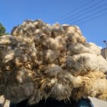 فروش پشم گوسفند لحاف دوشک به سراسر ایران