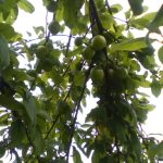 گوجه سبز ارگانیک