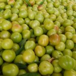 گوجه سبز ارگانیک