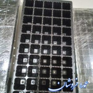 سینی نشا ۵۰ حفره گلخانه