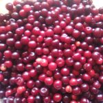 گوجه سبز ارگانیک