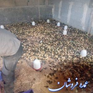 فروش عمده جوجه بلدرچین