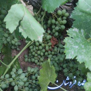 غوره دشمن زیاری