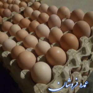 فروش عمده تخم مرغ محلی
سفید
به قیمت عمده