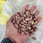 لوبیا قرمز ، لوبیا چیتی ، لپه