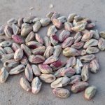 توزیع انواع مغز و پسته به صورت عمده به سراسر کشور
