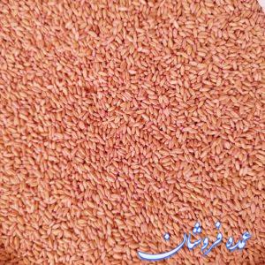 بذر اصلاح شده گندم و جو