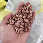 لوبیا قرمز ، لوبیا چیتی ، لپه