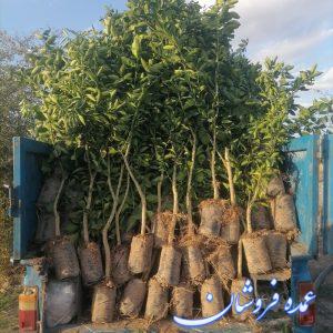 فروش انواع نهال مرکبات و نخیلات