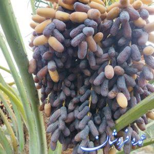 فروش خرمای جنوب