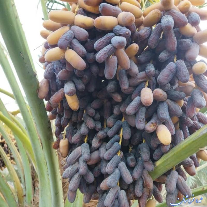 فروش خرمای جنوب
