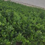 فروش انواع نهال مرکبات و نخیلات