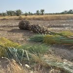 فروش انواع نهال مرکبات و نخیلات