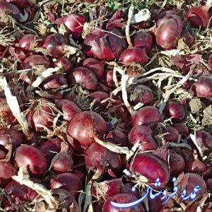 پیاز قرمز کرمانشاه