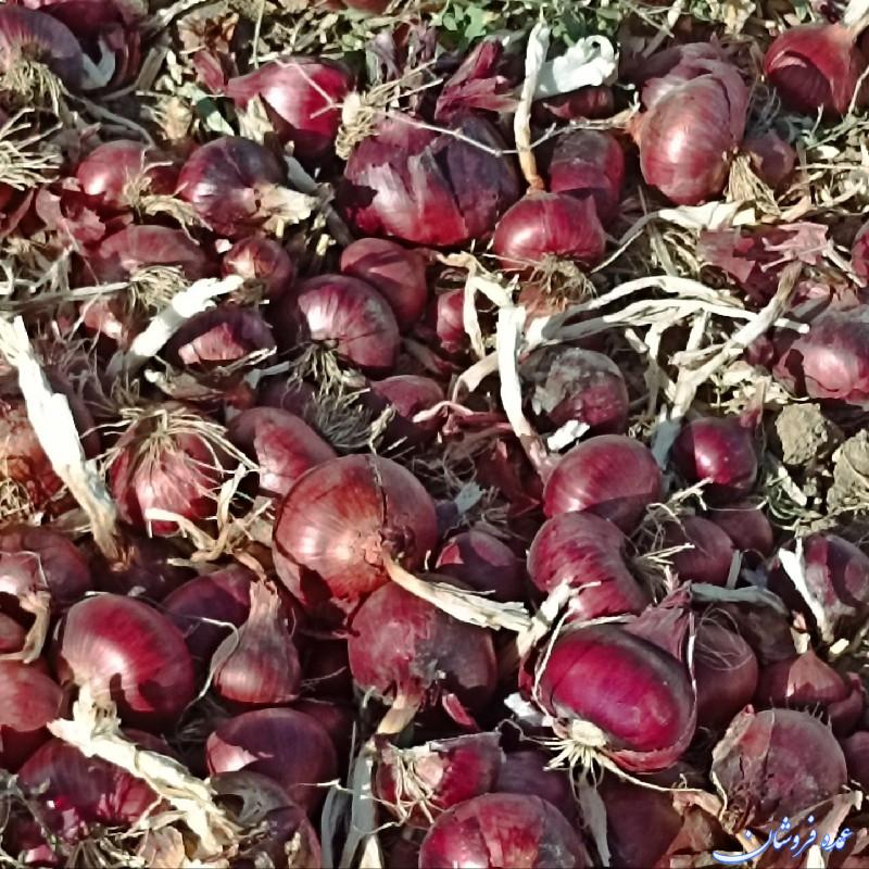 پیاز قرمز کرمانشاه