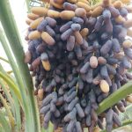 فروش عمده خرما