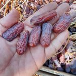 فروش فوری خرما پیارم درجه یک و زاهدی