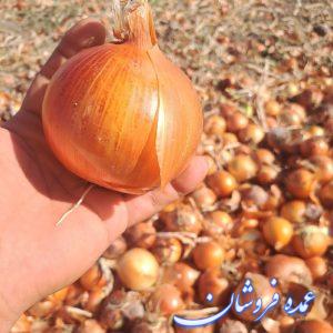 پیاز صادراتی قرمز ،طلایی و سفید سوپر