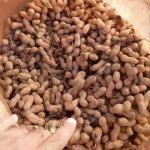 بادام زمینی بادام خاکی بادوم زمینی