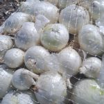 پیاز صادراتی قرمز ،طلایی و سفید سوپر