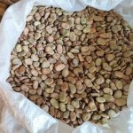 فروش باقله خشک (باقالی)