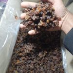 کشمش گله آفتابی آبگیری خلیل آباد کاشمر