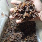 کشمش گله آفتابی آبگیری خلیل آباد کاشمر