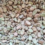 فروش باقله خشک (باقالی)