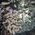 بادام زمینی بادام خاکی بادوم زمینی