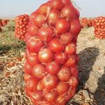 پیاز سوپر لوکس کرمانشاه تناژ بالا