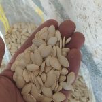 فروش تخمه کدو گوشتی درجه یک و لوکس