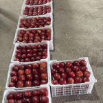 سیب سرخ سوپر لوکس