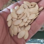 فروش تخمه کدو گوشتی درجه یک و لوکس