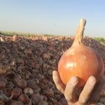پیاز سوپر لوکس کرمانشاه تناژ بالا