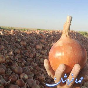 پیاز سوپر لوکس کرمانشاه تناژ بالا