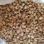 فروش باقله خشک (باقالی)