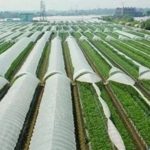خرید پلاستیک گلخانهای عرض 10 با 10 درصد یووی بدون واسطه + قیمت عمده