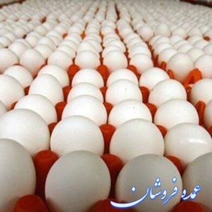 تخم مرغ روز