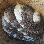 فروش عسل سبدی (کوزه ای)