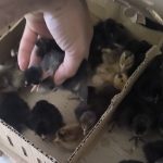 فروش انواع جوجه یک روزه