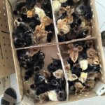 فروش انواع جوجه یک روزه