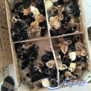 فروش انواع جوجه یک روزه